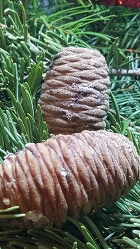 White Fir Pine Cones ElementalExchanges Lot of 5 VERY RARE FIND Sierra Nevada