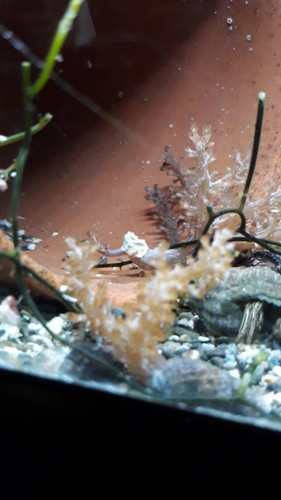 Kenya Tree Coral - 1-2