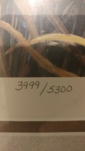 Harold Roe 1994 Signed Duck Print 30x27