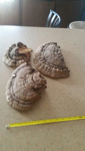 Conch Shelf Mushroom Lot of 3, Crafts, Display, Carving, Taxidermy