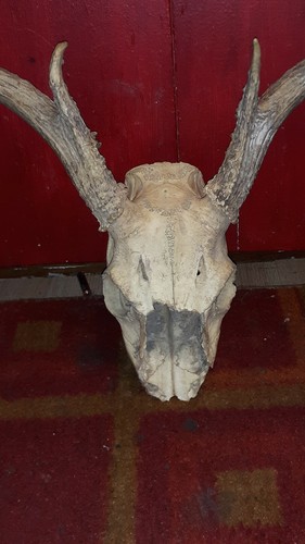 WHITETAIL DEER HEAD SKULL WALL MOUNT ANTLERS HORNS RACK ILLINOIS TAXIDERMY