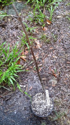 Fico Ferrante Rosso fig plant