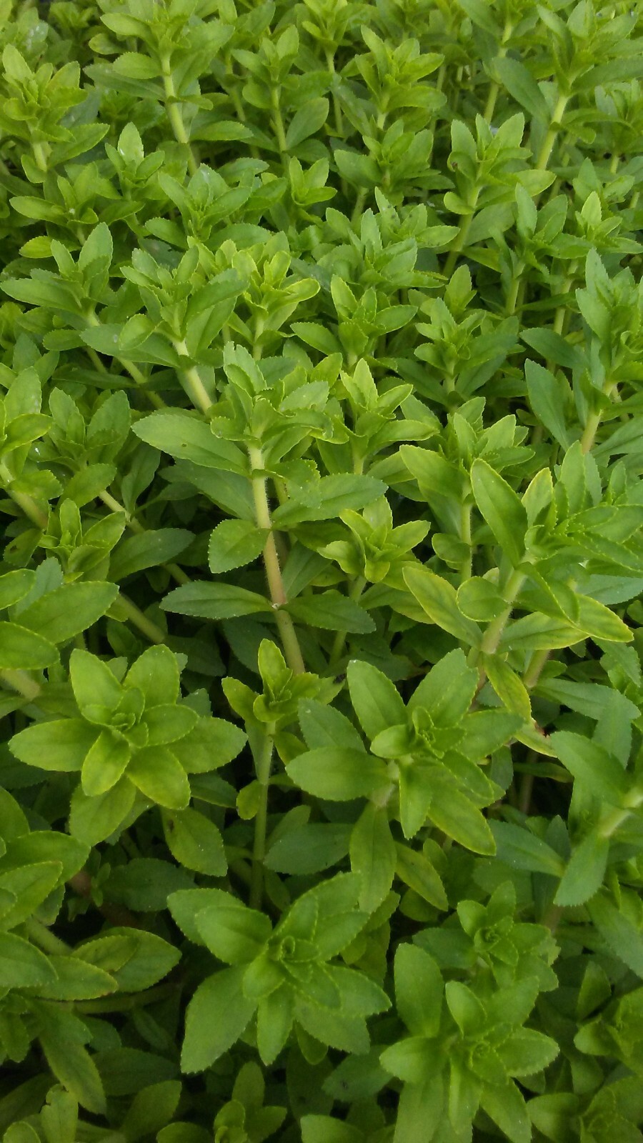 Rice paddy herb Limnophila aromatica, Ngo om, rau ngo spice
