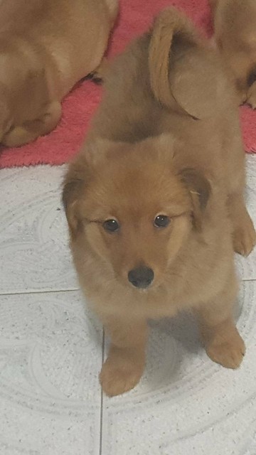 Miniature Dachshund X Pom For Sale Dogs Puppies Gumtree