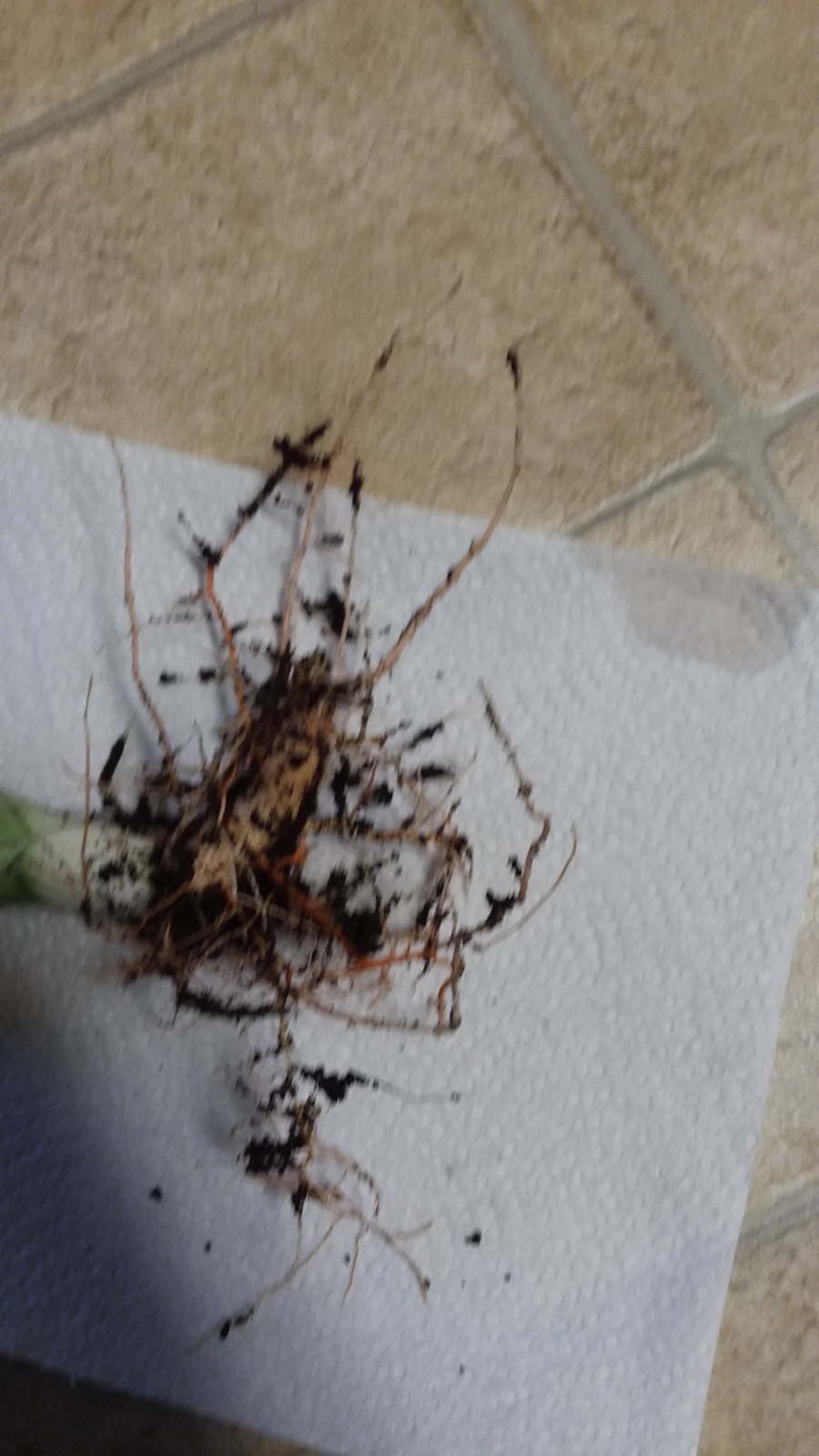 **RARE, Gorgeous & HEALTHY Moonshine 