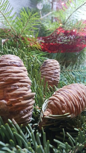 White Fir Pine Cones ElementalExchanges Lot of 5 VERY RARE FIND Sierra Nevada