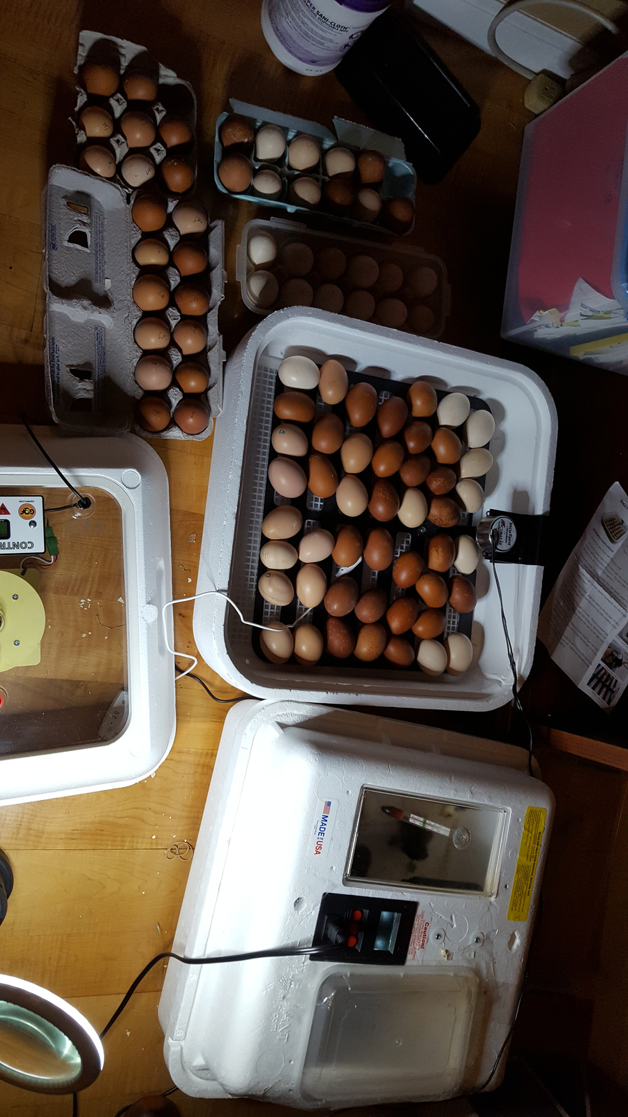 Incubator Genesis HovaBator 1588 GQF Tabletop Incubator Classrooms