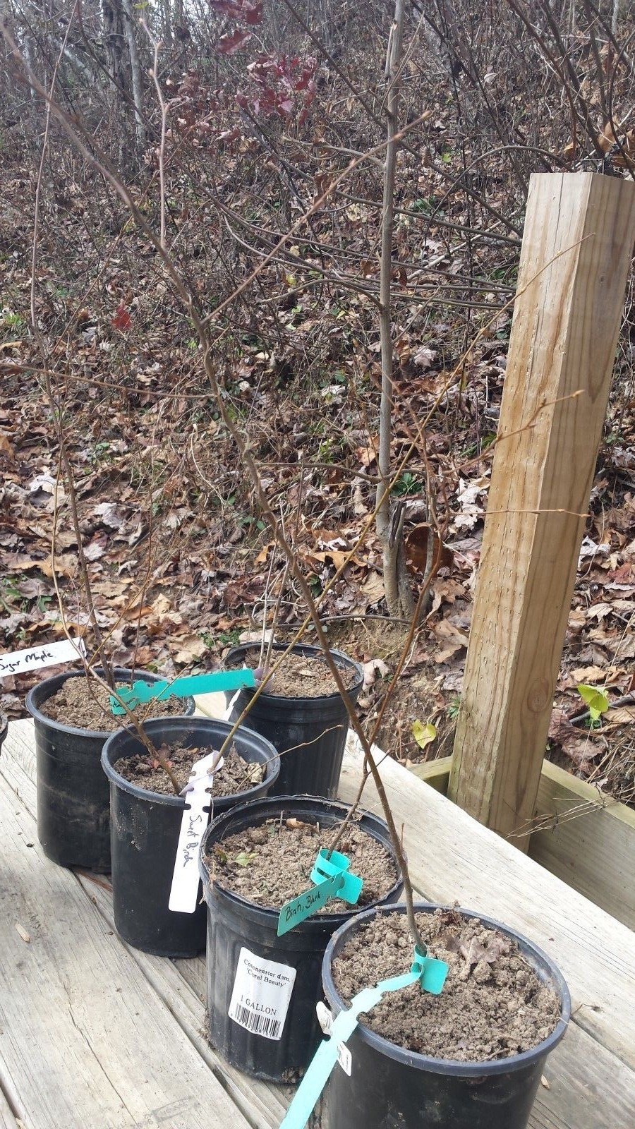 Cherry Birch(Betula lenta)~1 Bare root tree~12-24