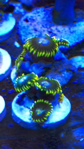 Blueberry Pie  Zoas: live Coral sps lps zoa yuma zoanthids***local Pick Only