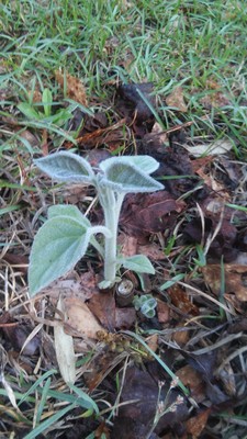 *SALE* 10 MEDIUM SIZE PAULOWNIA ROYAL EMPRESS ROOT CLUMP  -PURPLE FLOWERS