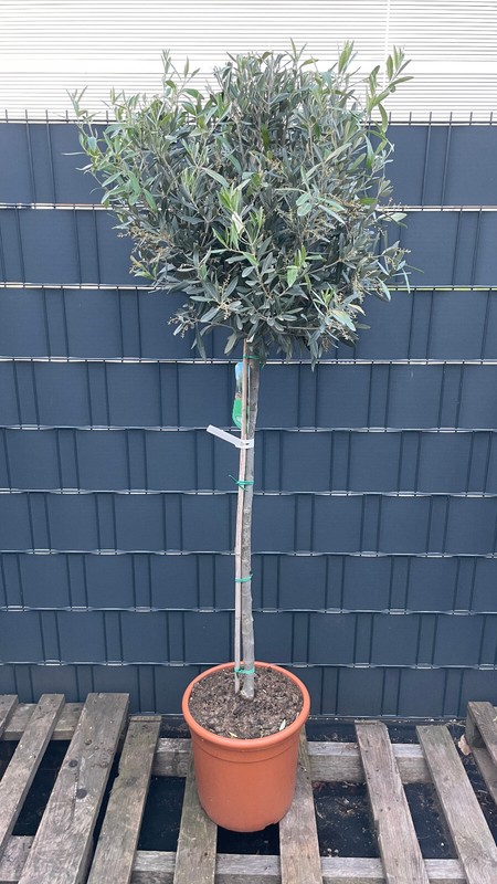 Olea Europaea Olivenbaum 40-180cm Winterhart Bis Zu -15Â°C