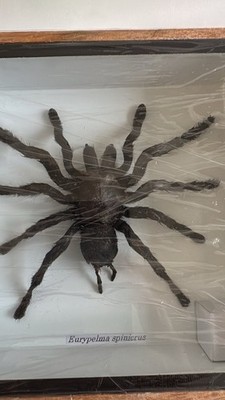 經驗證買家提供的物品圖片