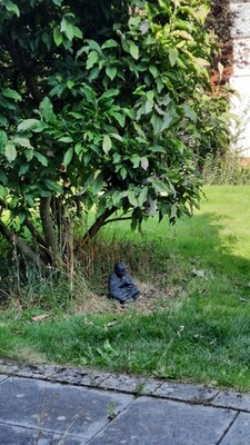 Artikelfoto(s) von einem verifizierten Käufer