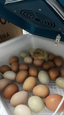 Foto dell'oggetto di un acquirente verificato