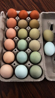 7+ Barnyard Mix Hatching Eggs Assorted Rare Breeds Possible KY NPIP CERTIFIED