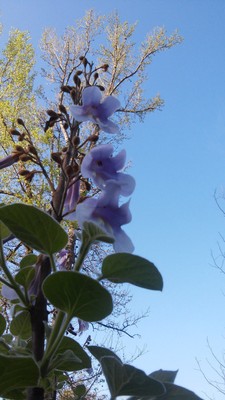 *SALE* 10 MEDIUM SIZE PAULOWNIA ROYAL EMPRESS ROOT CLUMP  -PURPLE FLOWERS