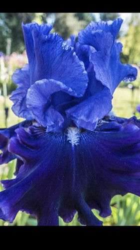 Tall Bearded Iris.  One Rhizome (40)total u  will get 4 of each kind u see here