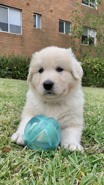 Italian Maremma Pup For Sale | Dogs & Puppies | Gumtree ...