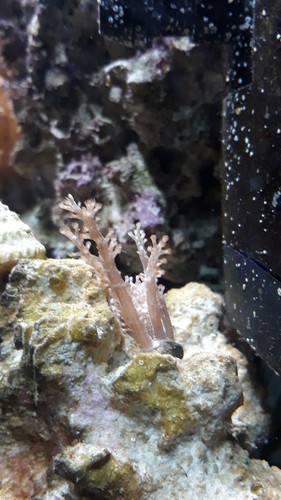 Kenya Tree Coral - 1-2