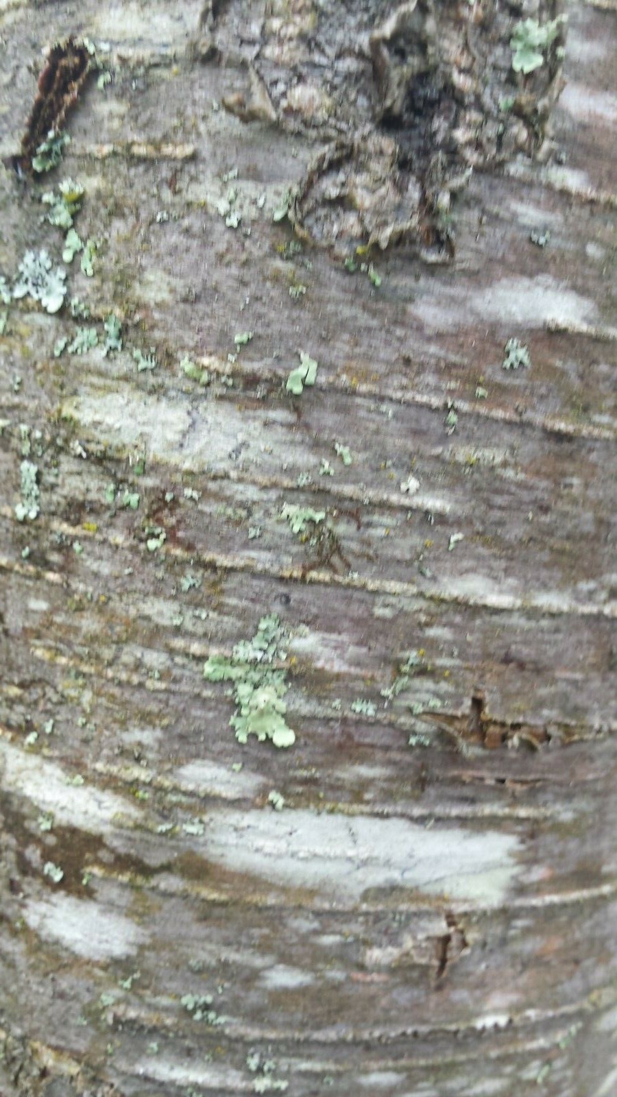 Cherry Birch(Betula lenta)~1 Bare root tree~12-24