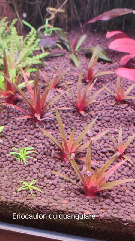 Eriocaulon Quinquangulare