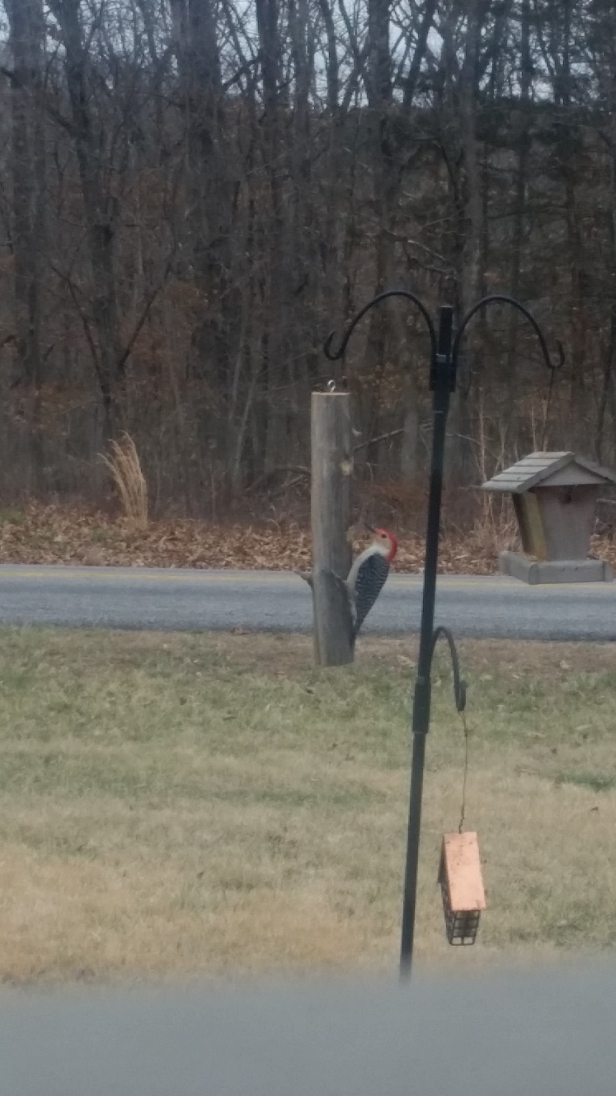 Bird Seed Logs For Feeders Birdfeeder