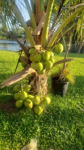 1 Coconut palm tree  Malayan green Dwarf Variety