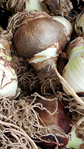 3 ROYAL VELVET  AMARYLLIS BULBS LARGE SIZE FREE SHIPPING