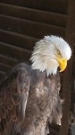 weisskopfseeadler-222