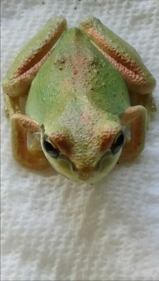 Loveland 4 Trainers4me - 12 live north pacific tree frog tadpoles free plant organic pest control