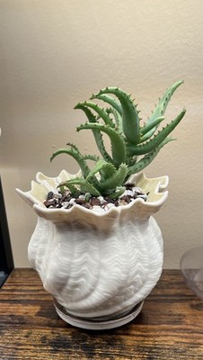 Photos de l'objet d'un acheteur vérifié