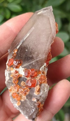92g NATURAL lustrous Spessartine Garnet on Smoky Quartz Yunxiao Fujian China 1