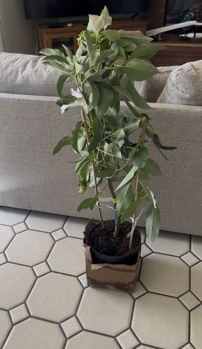 Fotos del artículo de un comprador verificado