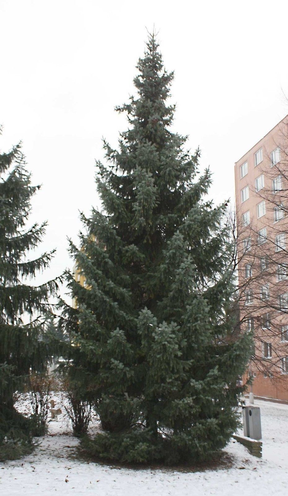 25 Serbian Spruce Trees,Picea Omorika Christmas Tree 20-30cm ,Evergreen