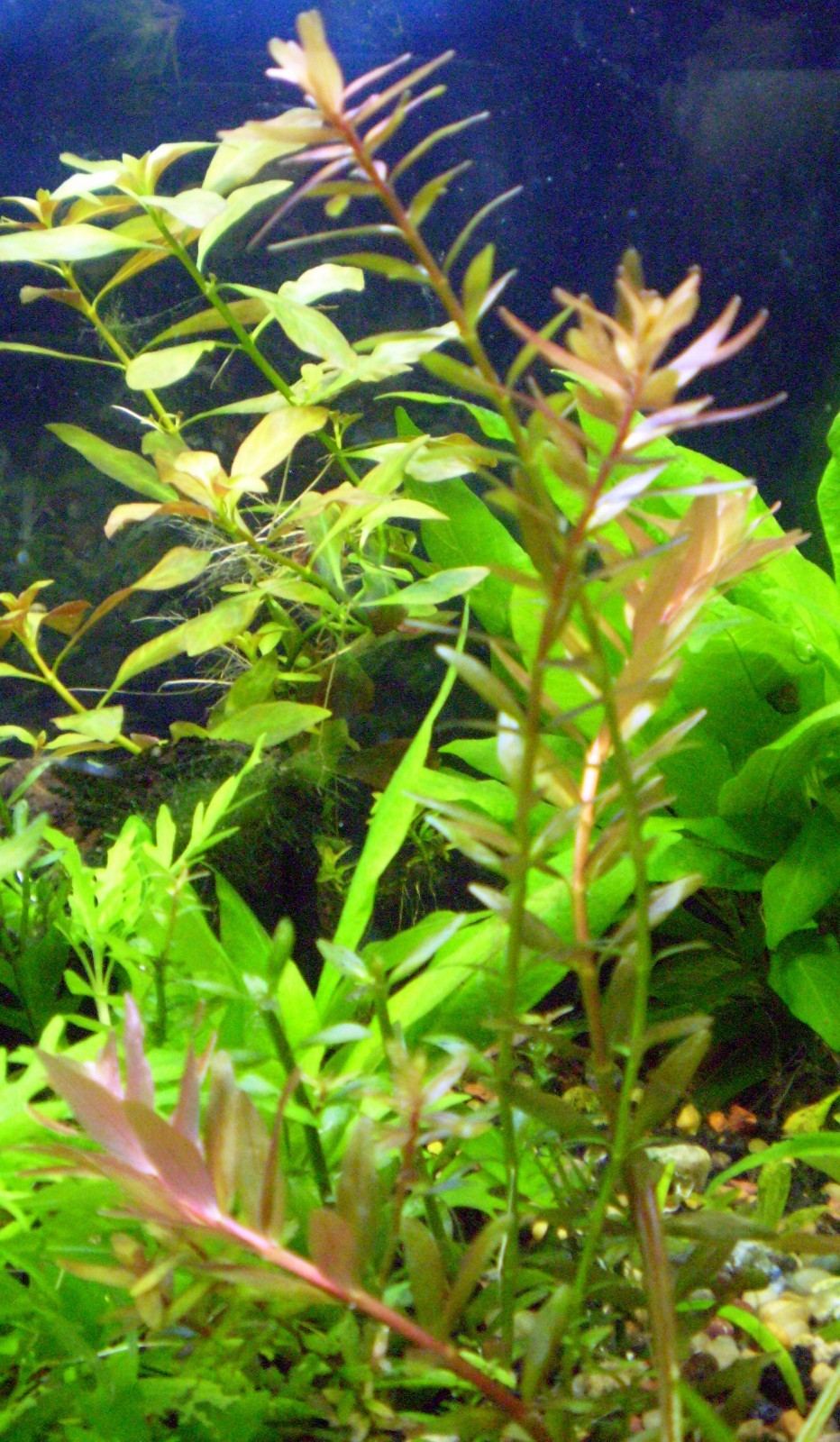 Plant Package- 40 stems- 7 species (Heat pack included)