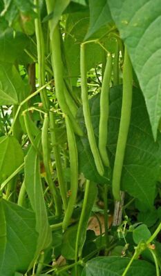50 FRENCH Blue Lake POLE BEAN Phaseolus Vulgaris Vegetable Seeds