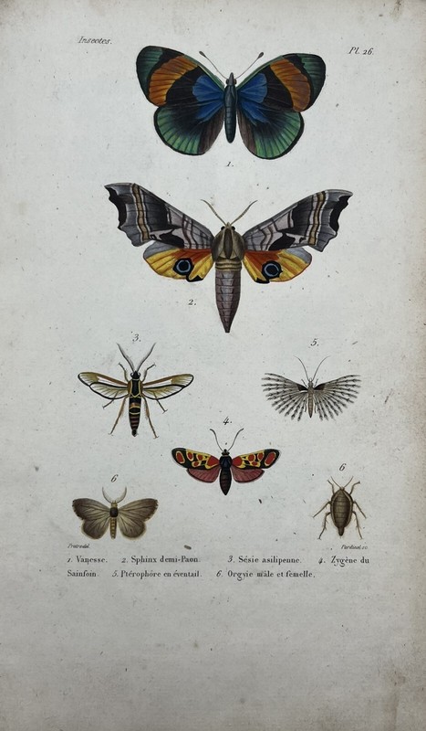 Planche Zoologique Xixe - Gravure Couleur - Insecte - Papillon - Sphinx
