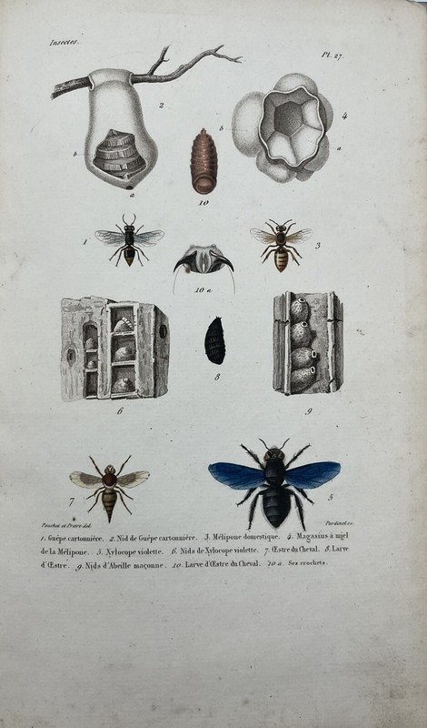 Planche Zoologique Xixe - Gravure Couleur - Insecte - GuÃªPe - Abeille