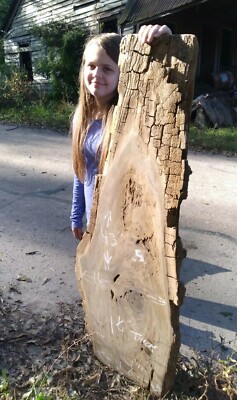 Ebay's #1 REAL Burl Old Growth Ancient Sinker Cypress Craft Wood FREE SHIPPING!