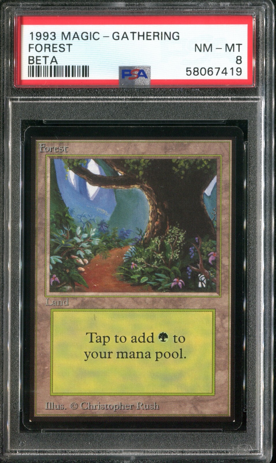 MTG 森 α PSA8 _57.JPG?set_id=8800005007