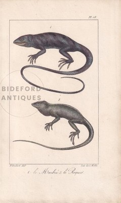 1834 GECKO & ANOLE Print - Hand-Coloured Antique Wall Art - 5.8 x 8.9 Inches