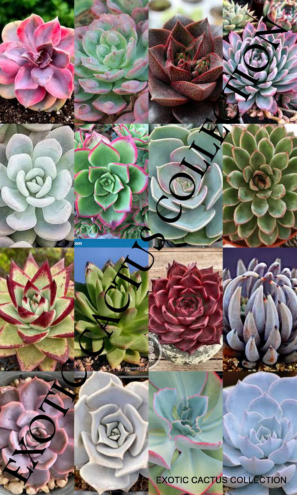echeveria classic french trnusers サイズ2 Echeveria-sp-Pixie-Bunny-2.jpg