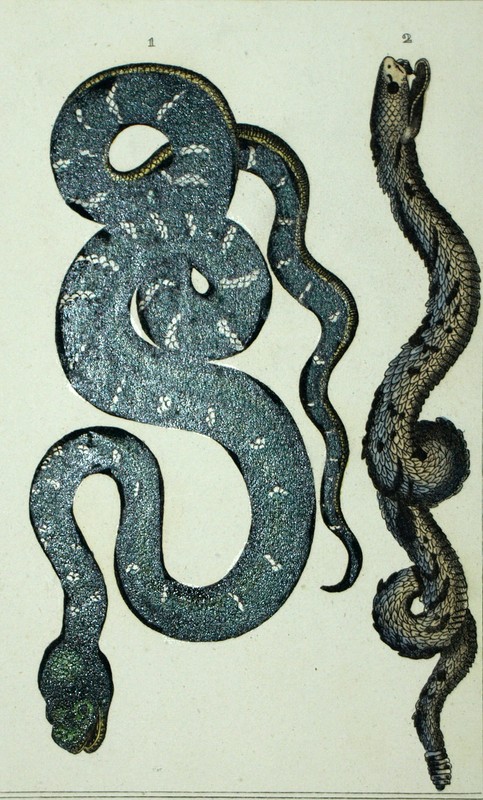 Bothriechis Lateralis Et Le Crotale Crotalus Serpent Gravure Estampe 19eme