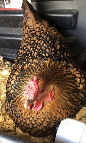 24 Rainbow Barnyard Mix Hatching Eggs