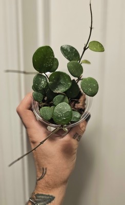 Hoya Mathilde Splash   