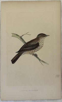 SPOTTED FLYCATCHER PIGLIAMOSCHE COMUNE UCCELLI ORNITOLOGIA BIRDS BIRD 870 MORRIS