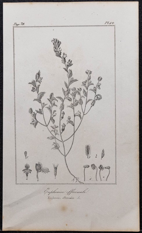 1846 - Euphraise Officinale (De Rostkov) - Gravure Ancienne (Botanique)