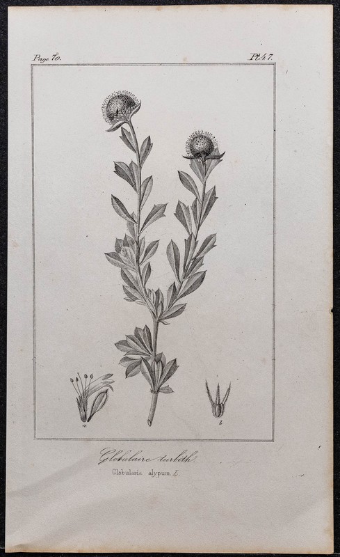 1846 - Globulaire Buissonnante (Turbith) - Gravure Ancienne (Botanique)