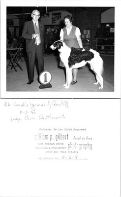 Borzoi Ch. Loral's Yermak of Aristoff 11-5-66  Found Photo V3990