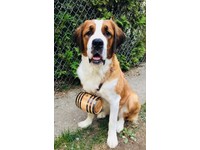 セカイモン セントバーナード樽 ペット用品 Ebay公認海外通販 日本語サポート 日本円決済